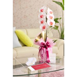 花とギフトのセット　選べる花色のカラー胡蝶蘭　彩 - irodori -　1本立（暖色系）と商品券（Amazonギフト券5000円）【送料・カード・ラッピング無料】