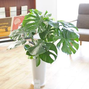 モンステラ デリシオーサ 7号鉢サイズ 鉢植え 観葉植物 ミニ