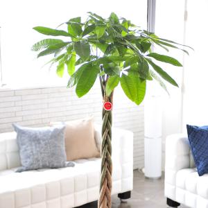 観葉植物 パキラ 10号 2色仕様のバスケット鉢...の商品画像