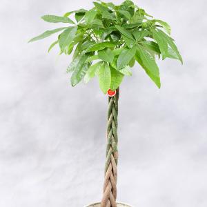 観葉植物 パキラ 10号 2色仕様のバスケット...の詳細画像2