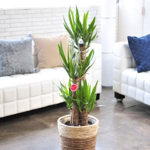 観葉植物 ユッカ エレファンティペス 8号 2色仕様のバスケット鉢カバー付 花言葉カード付 Ka1 Sp Gifts Yahoo 店 通販 Yahoo ショッピング