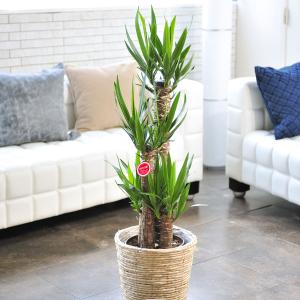 値引きセール 送料無料 観葉植物 ユッカエレファンティペス 8号 高さ