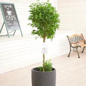 観葉植物 ベンジャミン リッチ ダブル 10号 バスケット鉢カバー付 花言葉カード付 Ka13 Sp Gifts 店 通販 Sp Gifts 店観葉植物 ベンジャミン リッチ ダブル 10号 白丸鉢カバー付 花言葉カード付 Cubehighways Com