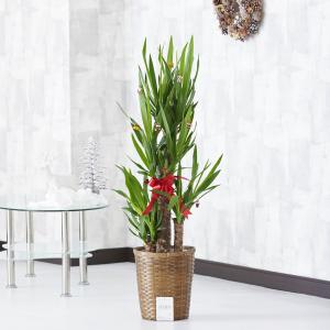 クリスマス限定仕様 クリスマスツリー観葉植物 ユッカ エレファンティペス 8号 バスケット鉢カバー 花言葉カード付 Ka225 Sp Gifts Yahoo 店 通販 Yahoo ショッピング
