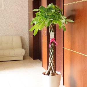 観葉植物 パキラ 10号 白丸鉢カバー付 花言葉...の商品画像