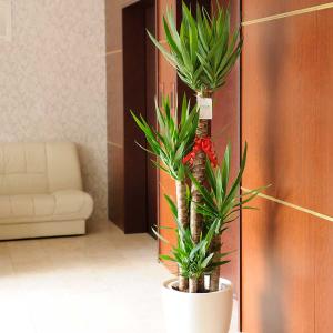観葉植物　ユッカ・エレファンティペス　10号　白丸鉢カバー付　花言葉カード付