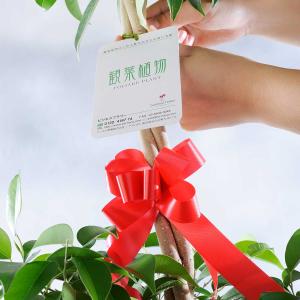 観葉植物 ユッカ・エレファンティペス 10号 ...の詳細画像2