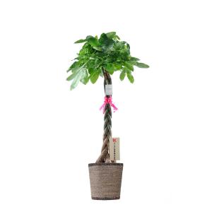 観葉植物 パキラ 10号 ダークブラウンバスケッ...の商品画像