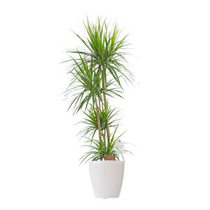 観葉植物 ドラセナ コンシンネ 8号 白丸鉢カバー付 花言葉カード付 Ka305 Sp Gifts Yahoo 店 通販 Yahoo ショッピング
