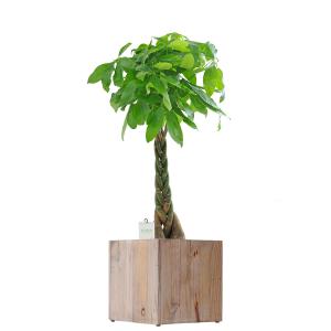 観葉植物　パキラ　8号　インテリア鉢カバー「Ecological Cube」仕様 高級感溢れる立札＆花言葉カード、欧州から輸入の装飾リボン付｜biz-hana