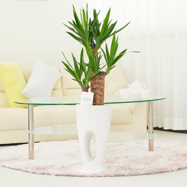 観葉植物　ユッカ・エレファンティペス　7号　穴あき白丸陶器鉢