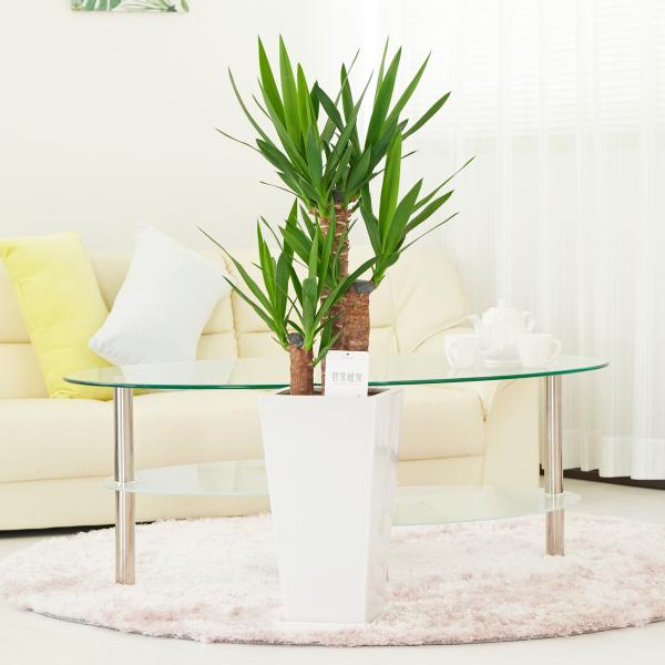 観葉植物　ユッカ・エレファンティペス　7号　白角陶器鉢（角皿付）