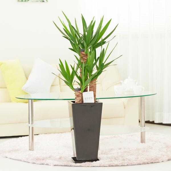 観葉植物　ユッカ・エレファンティペス　7号　黒角陶器鉢（角皿付）