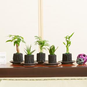 観葉植物 【現品】 希少 テネラヤシ 『チャメドレア メタリカ』 000876