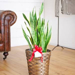 観葉植物 サンスベリア 8号 バスケット鉢カバー付 花言葉カード付 Ka45 Sp Gifts Yahoo 店 通販 Yahoo ショッピング