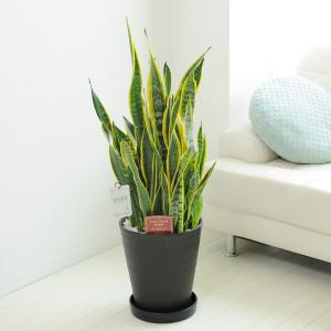 観葉植物 サンスベリア 10号 黒丸鉢皿付 花言葉カード付 Ka6 Sp Gifts Yahoo 店 通販 Yahoo ショッピング