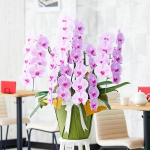 胡蝶蘭5本立 ピンク 3万円コース 45 50輪程度 Ko16 Sp Gifts Yahoo 店 通販 Yahoo ショッピング
