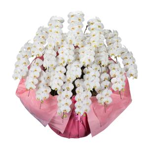 圧巻 胡蝶蘭20本立（白）18万円コース（180〜200輪程度） 目立つ 送料無料 開店祝い 就任祝い 開業祝い 誕生日 受章祝い