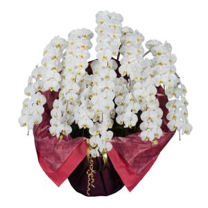 圧巻 胡蝶蘭15本立（白）　14万円コース（135輪程度） 目立つ 送料無料 開店祝い 就任祝い 開業祝い 誕生日 受章祝い