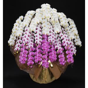 胡蝶蘭30本立（3色寄せ）　26万円コース　270輪以上（別途、配送料必要）