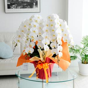 豪華胡蝶蘭7本立（白）　6万円コース