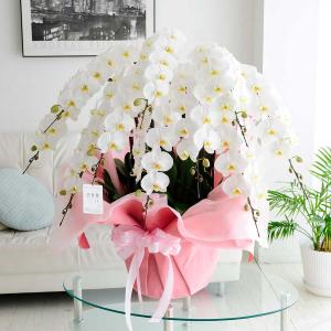 豪華胡蝶蘭10本立（白）　12万円コース　120輪以上（別途、配送料必要）