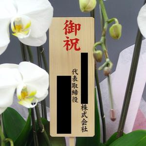 豪華胡蝶蘭10本立(白) 12万円コース 12...の詳細画像4