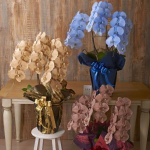 カラー胡蝶蘭　彩 - irodori -　3本立24輪以上　3鉢セット（カスタム）