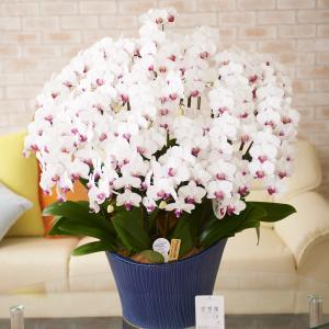 胡蝶蘭ミディ　シェアオーキッド　20本立（白）