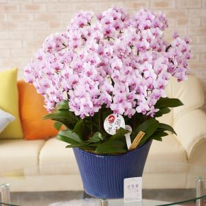 胡蝶蘭ミディ　シェアオーキッド　20本立（ピンク）