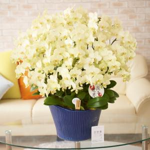 胡蝶蘭ミディ　シェアオーキッド　20本立（黄色）