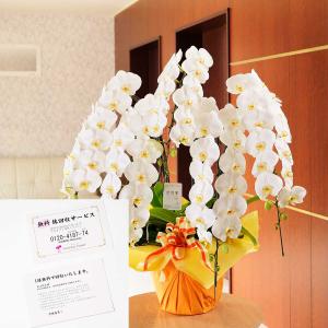 配送地域限定 鉢回収サービスチケット付き　胡蝶蘭5本立（白）　5万円コース（75〜85輪程度）