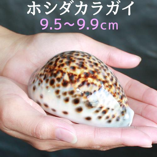 9.5cm ホシダカラガイ 星宝貝 開運グッズ 金運 財運 子宝 繁栄 健康 仕事運 運気アップ 妊...