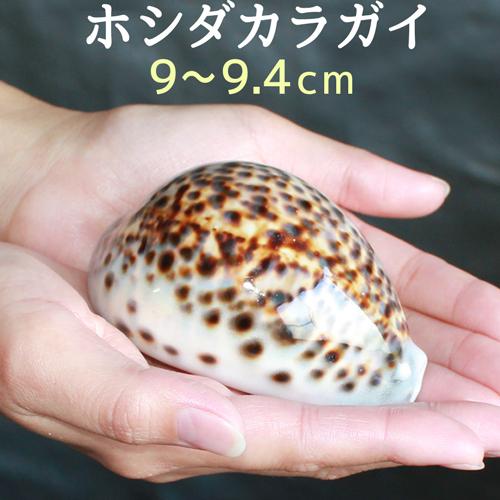 9cm ホシダカラガイ 星宝貝 開運グッズ 金運 財運 子宝 繁栄 健康 仕事運 運気アップ 妊娠 ...