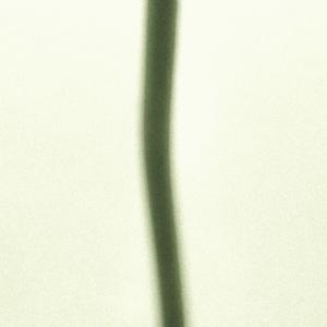 インテリアアートポスター A2サイズ 『Cam...の詳細画像3