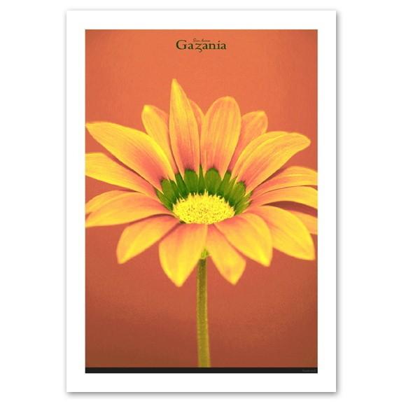 インテリアアートポスター A2サイズ 『Gazania』 フォト 花,植物 おしゃれ Interio...
