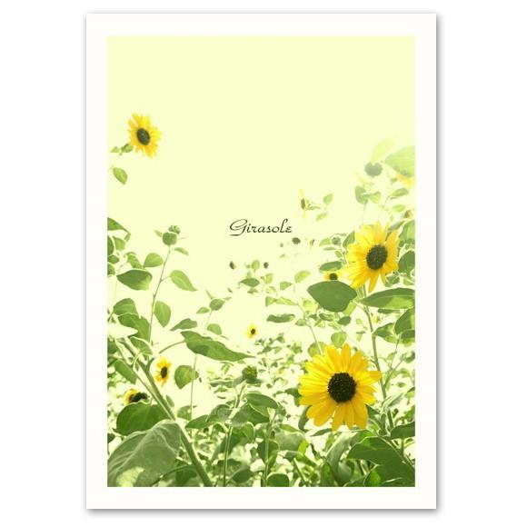 インテリアアートポスター A2サイズ 『Girasole』 ひまわり フォト 花,植物 人気 Int...