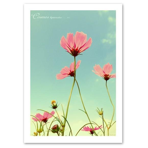 インテリアアートポスター A3サイズ 『Opacare-b』 フォト 花,植物 Interior A...