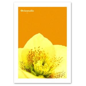 ポスター A2サイズ 『Orientalis』 インテリア フォト 花,植物 おしゃれ ポスター Interior Art Poster｜blankwall