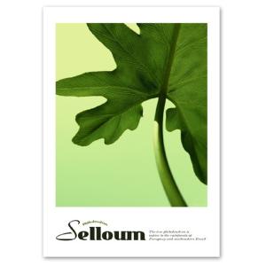 ポスター A3サイズ 『Selloum』 インテリア フォト 人気 花,植物 おしゃれ ポスター Interior Art Poster｜blankwall