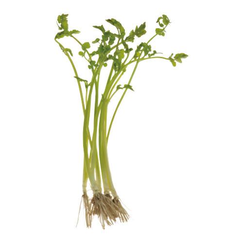 【朝市場直行】秋田県ほか　せり　1束　約50g【冷蔵】