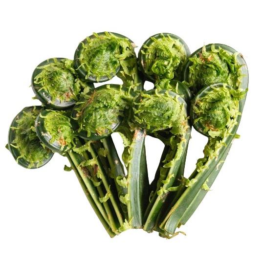 【朝市場直行】秋田県ほか　こごみ　PC　約50g　x4個セット【冷蔵】山菜