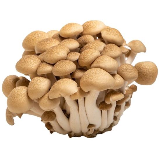 【朝市場直行】長野県ほか　ぶなしめじ（袋）約100g　x4個セット【冷蔵】