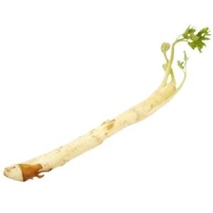 送料無料【朝市場直行】栃木県ほか　独活（うど）1本　x2個セット【冷蔵】送料込み