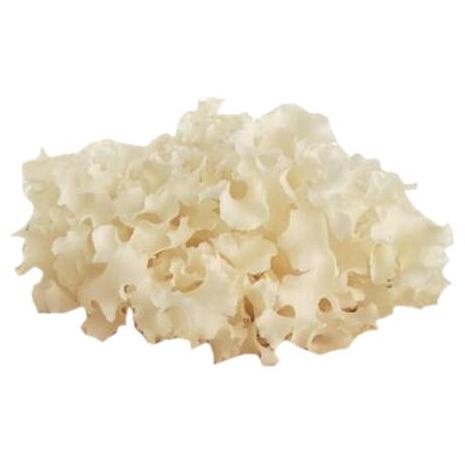 送料無料【朝市場直行】富山県ほか　花びら茸（はなびらたけ）PC　約80g　x2個セット【冷蔵】　送料...