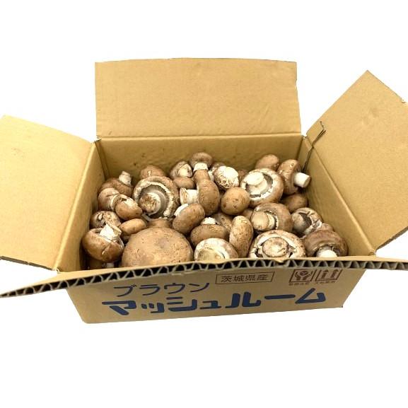 【朝市場直行】茨城県ほか　業務用　ブラウンマッシュルーム　1kg【冷蔵】