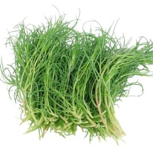 【冷蔵便】空心菜/空芯菜/エンサイ/千葉県産/約10kg入/業務用 冷蔵便】空心菜/空芯菜/エンサイ/千葉県産/約1kg入/業務用