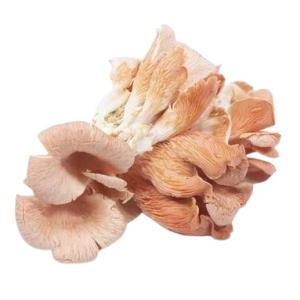 【朝市場直行】長野県ほか　とき色ひら茸　PC　約100g【冷蔵】