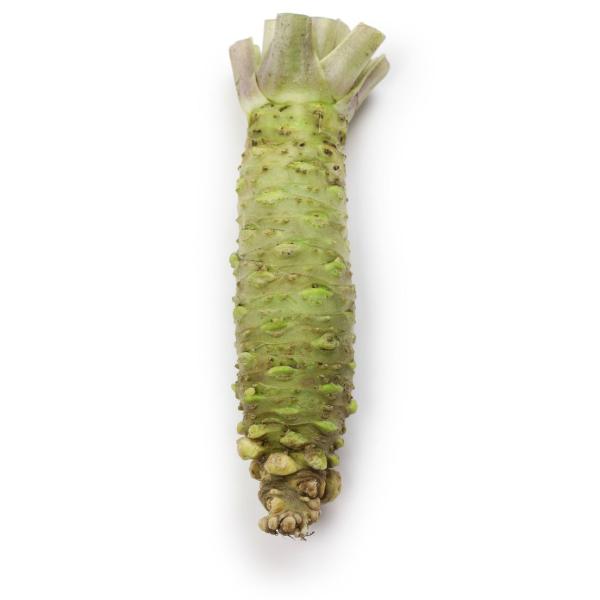 【朝市場直行】静岡県ほか　本わさび　Mサイズ　1本　約70g　x6個セット【冷蔵】