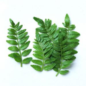 木の芽（きのめ・山椒の葉） 1パック 国産 : おおつる青果 - 通販